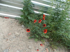 Papaver arenarium