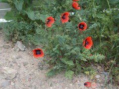 Papaver arenarium