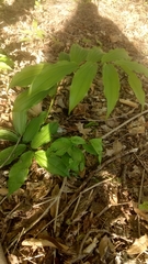 Maianthemum racemosum
