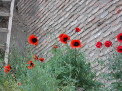 Papaver arenarium
