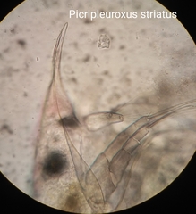 Picripleuroxus