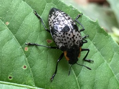 Cypherotylus guatemalae