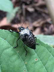 Cypherotylus guatemalae