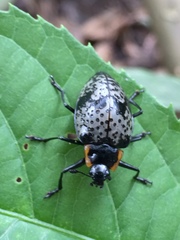 Cypherotylus guatemalae