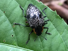 Cypherotylus guatemalae