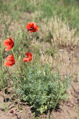 Papaver arenarium