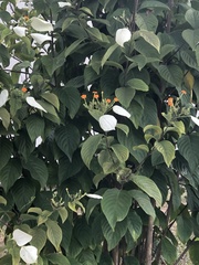 Magnoliopsida