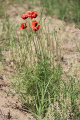 Papaver arenarium