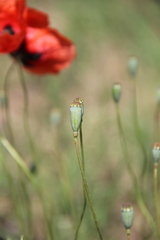 Papaver arenarium