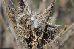 Cistothorus palustris