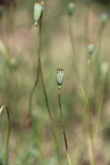 Papaver arenarium