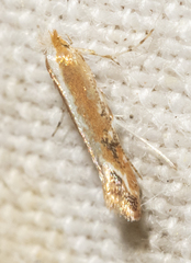 Cameraria conglomeratella