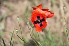 Papaver arenarium