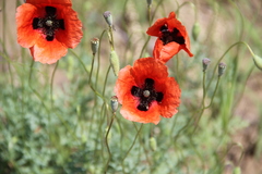 Papaver arenarium