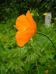 Papaver atlanticum