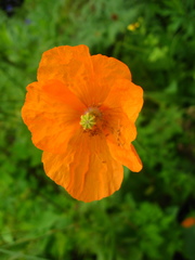 Papaver atlanticum