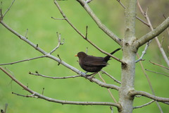 Turdus merula