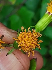 Senecio quinquelobus