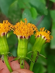 Senecio quinquelobus