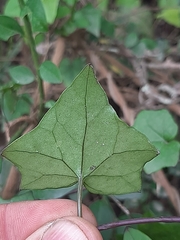Senecio quinquelobus