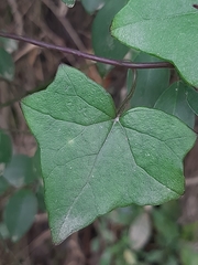 Senecio quinquelobus