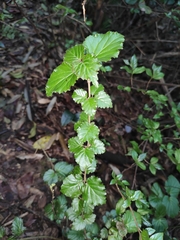 Viburnum fordiae