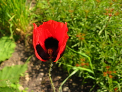 Papaver bipinnatum