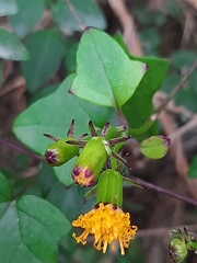 Senecio quinquelobus