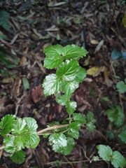 Viburnum fordiae