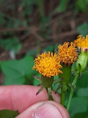 Senecio quinquelobus