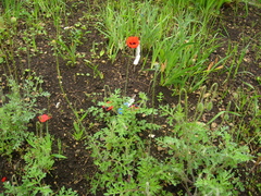 Papaver bipinnatum
