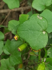 Senecio quinquelobus