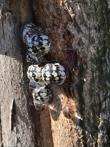 Calico scale photo 2