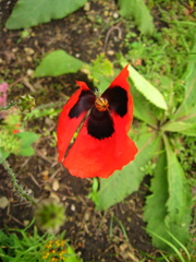 Papaver bipinnatum