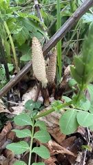 Equisetum telmateia telmateia