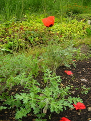 Papaver bipinnatum