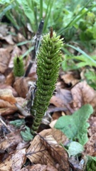 Equisetum telmateia telmateia