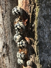 Eulecanium cerasorum