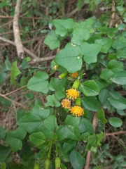 Senecio quinquelobus