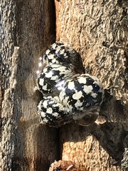 Eulecanium cerasorum