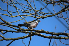 Columba palumbus