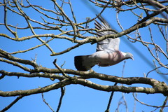 Columba palumbus