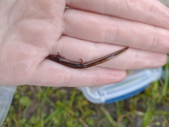 Eurycea quadridigitata