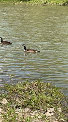 Branta canadensis