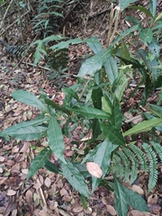 Elaeocarpus sylvestris