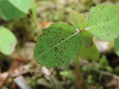 Mycosphaerella impatientis