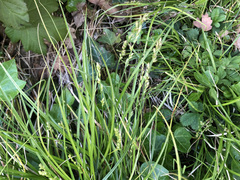 Carex muricata
