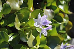 Pontederia crassipes