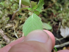 Mycosphaerella impatientis