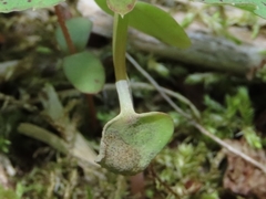 Mycosphaerella impatientis